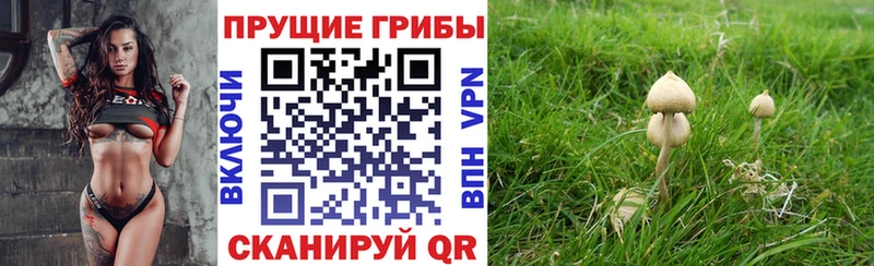 где можно купить   Касли  гидра ССЫЛКА  Псилоцибиновые грибы Psilocybe 